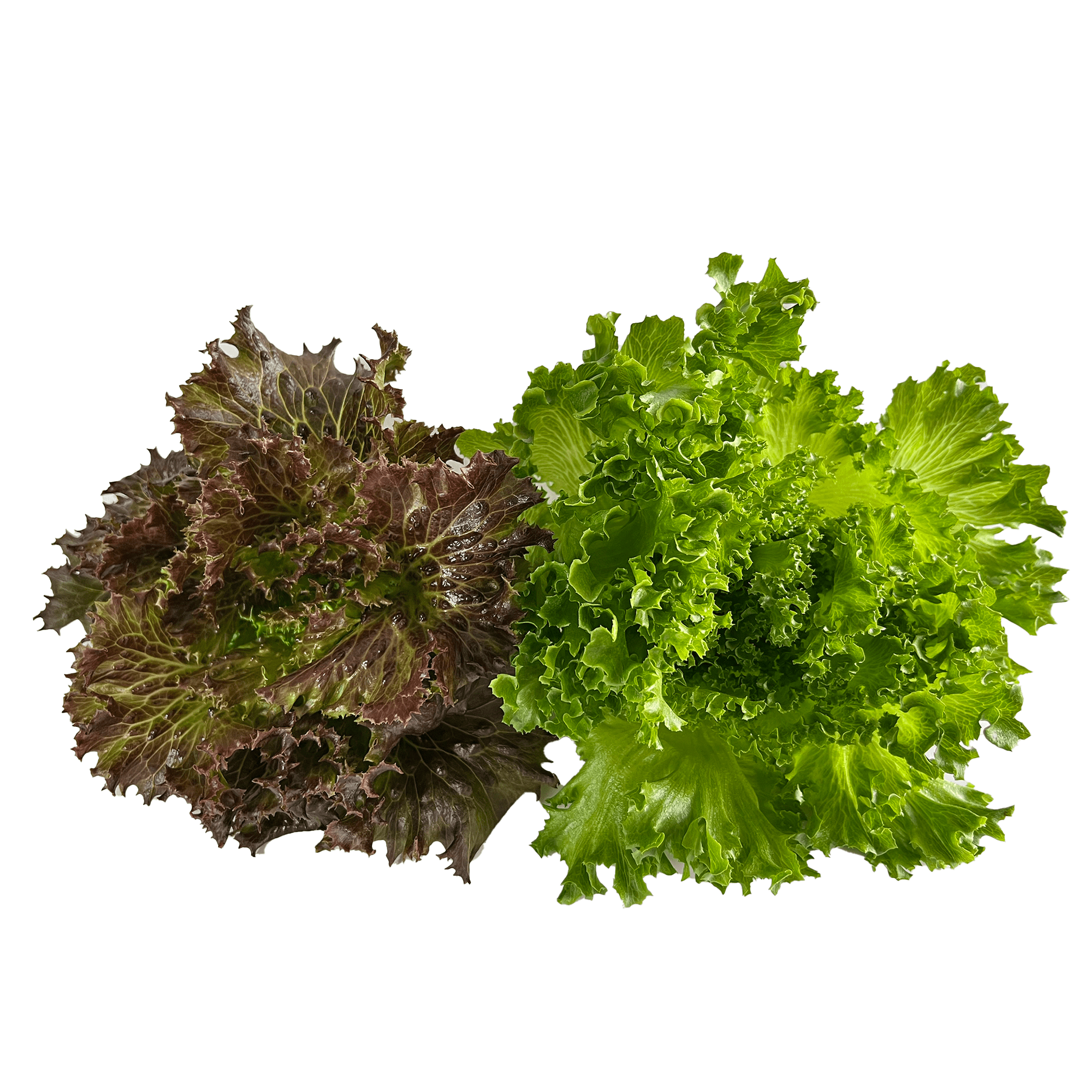 Lettuce mix rosso coral