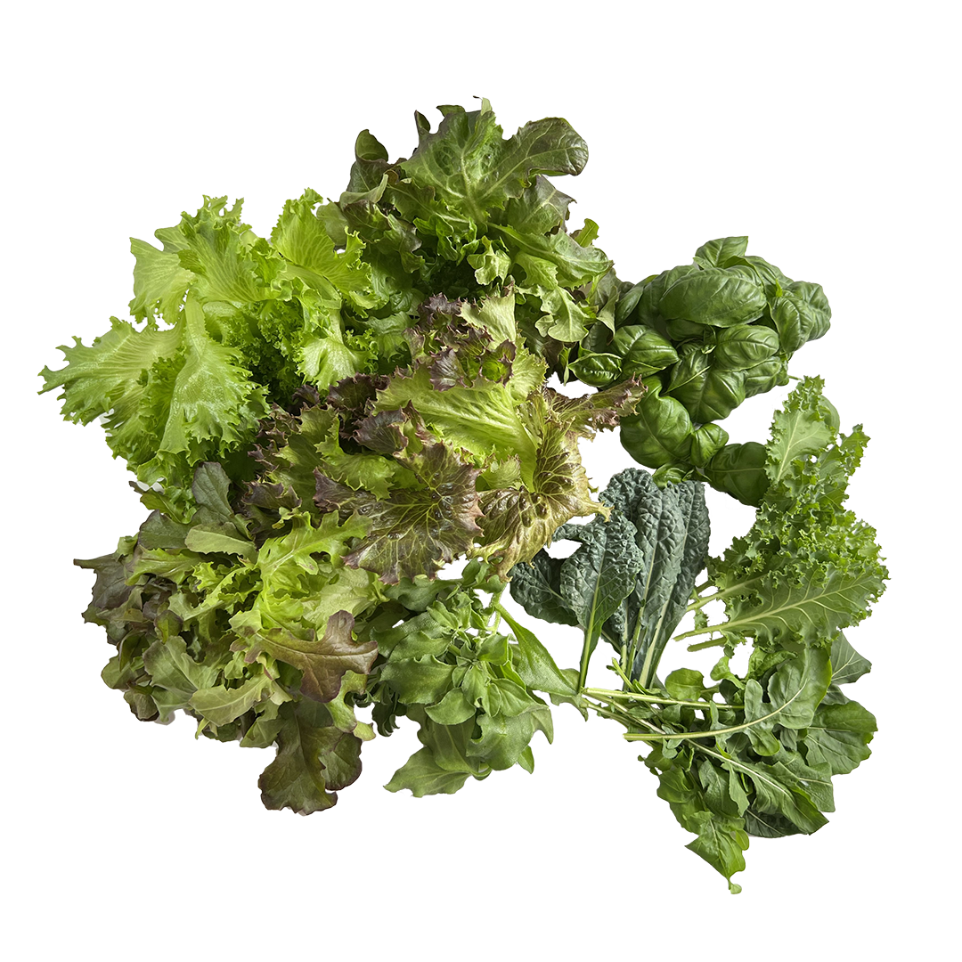 Large vegetable bundle with organic lettuce kale arugula basil ice plant