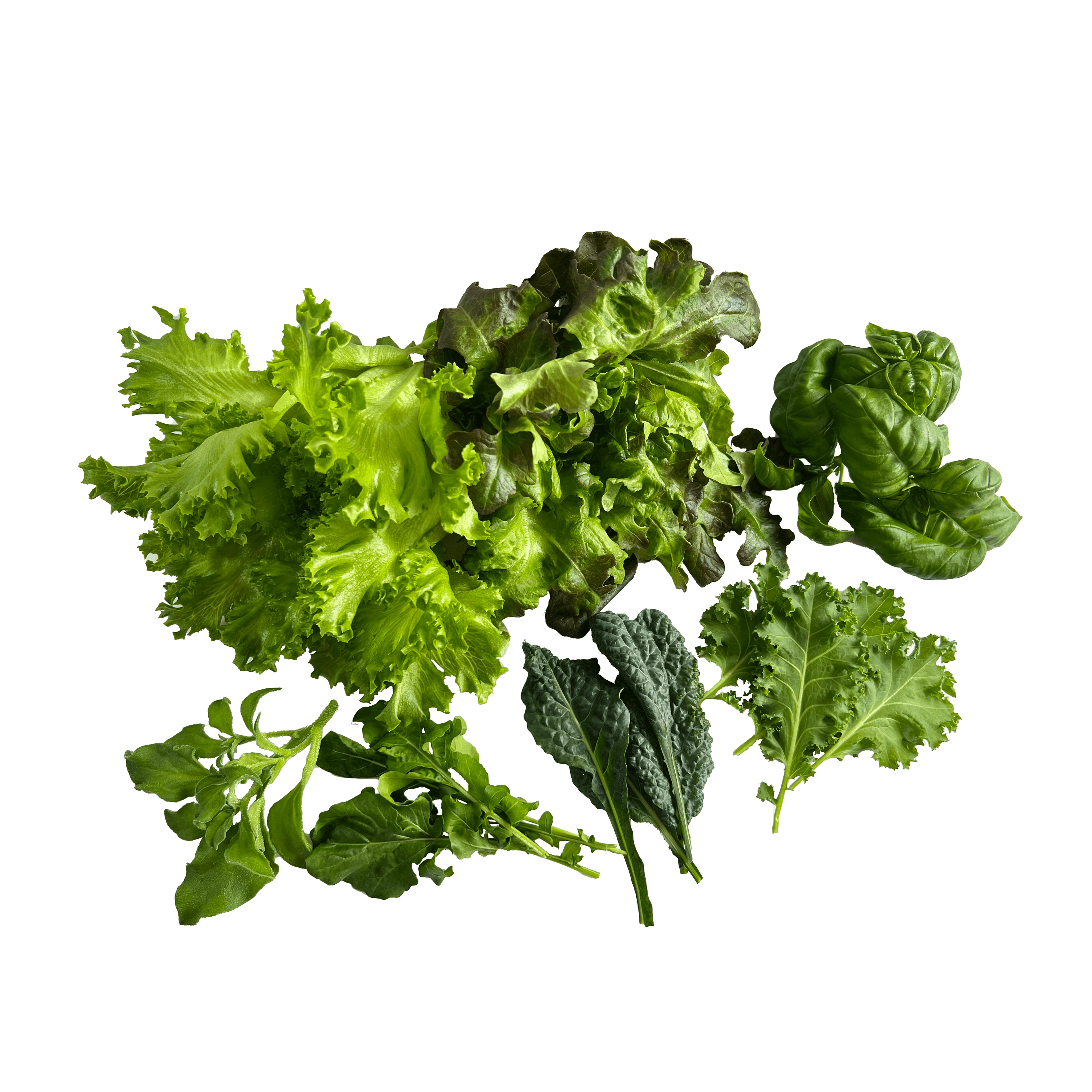 Small leafy bundle with lettuce, kale, arugula, ice plants and basil