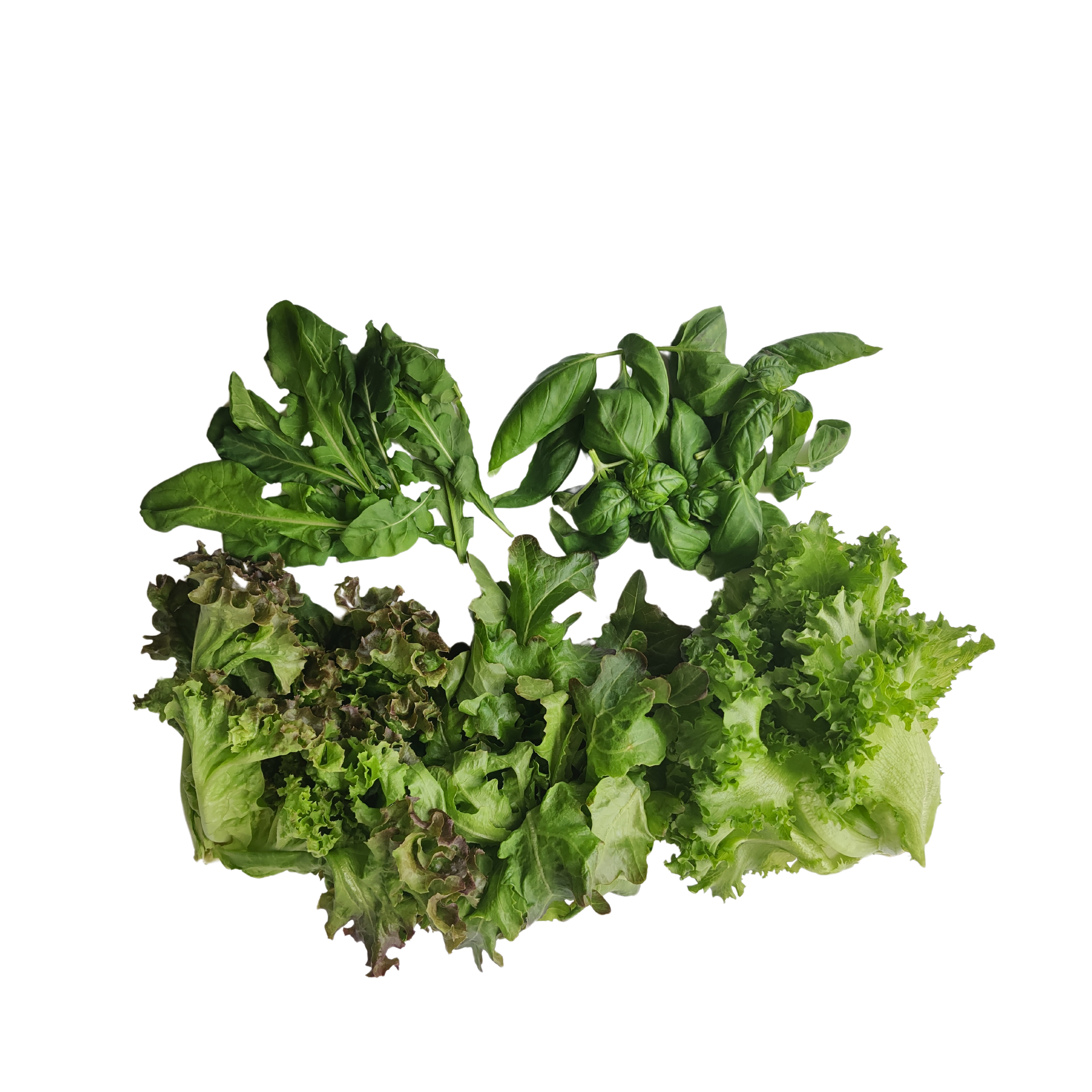 Small leafy bundle with lettuce, arugula, basil